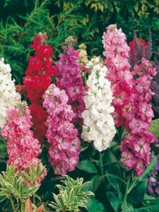 VILMORIN-SEBBOY-CICEGI-TOHUMU__75233673_0[1]