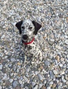 13164195_10153923086585589_6474466881270962118_n[1]