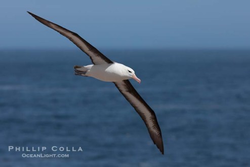 Black-browed albatross in flight
