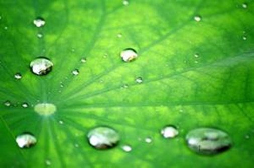 lotus-leaves-and-water-interaction-1[1]