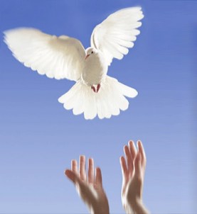 beyaz guvercin resmi-6[1]