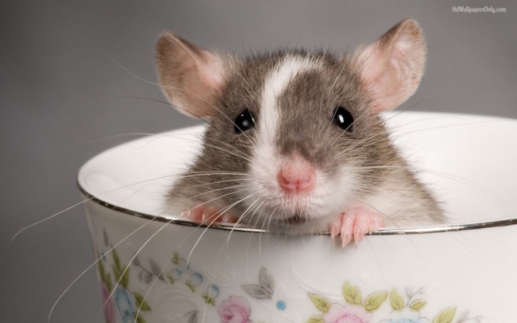cute-pet-rats-13880jpg-728x728[1]