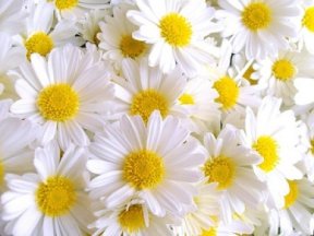 en-yeni-çiçek-resimleri[1]