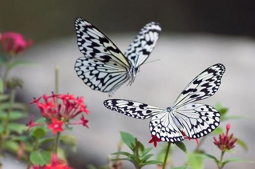 ozgurluk-anlatilmasi1