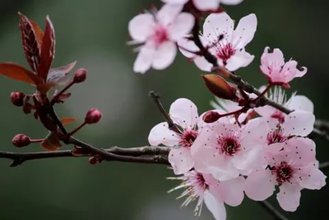 bahar-dali-cicegi_9555371