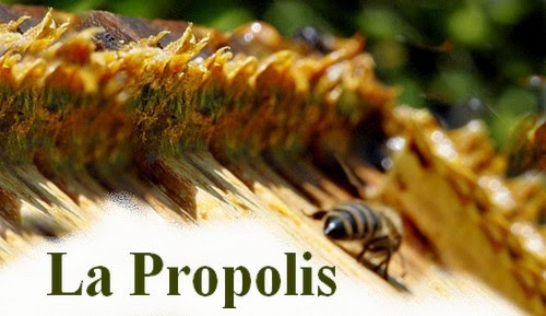 propolis resimleri ile ilgili görsel sonucu