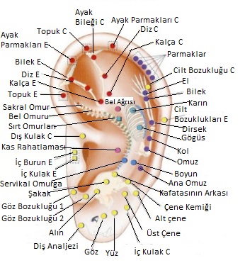 kulak-refleksoloji-haritasi11