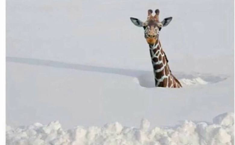 15873113_10155120065353287_636643568468201659_n1