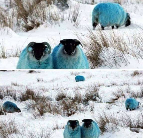 15895250_10155132601073287_2567122337297552762_n1