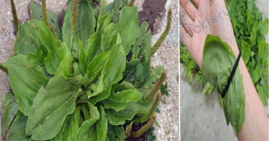 16387431_615441468652956_2631827519043391284_n1