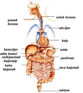 55kopuk__ic_organlar_1