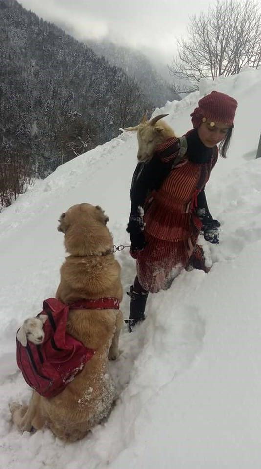 rize-kopek-patiliyo-11