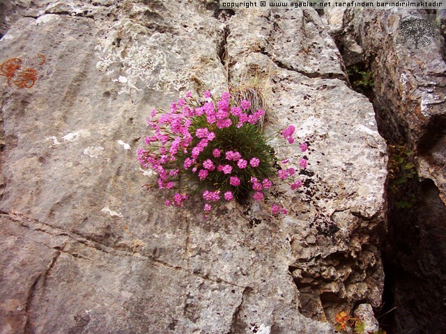 wm_normal_5750-11567980781