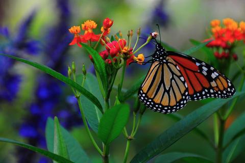 beautiful-butterfly-colors-flowers-favim-com-22729701