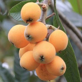 17795884_10155181489218866_6218304313551354184_n[1]