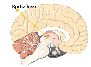 brain-1132229_640[1]