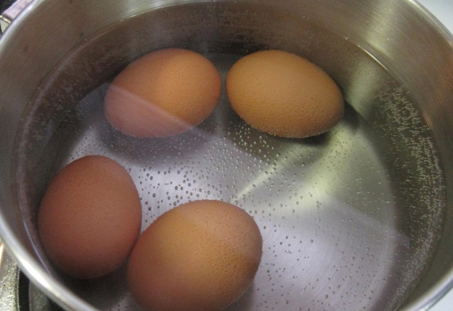 yumurta-nasil-haslanir[1]