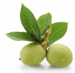 5658_ceviz-yapragi-418-300x293[1]