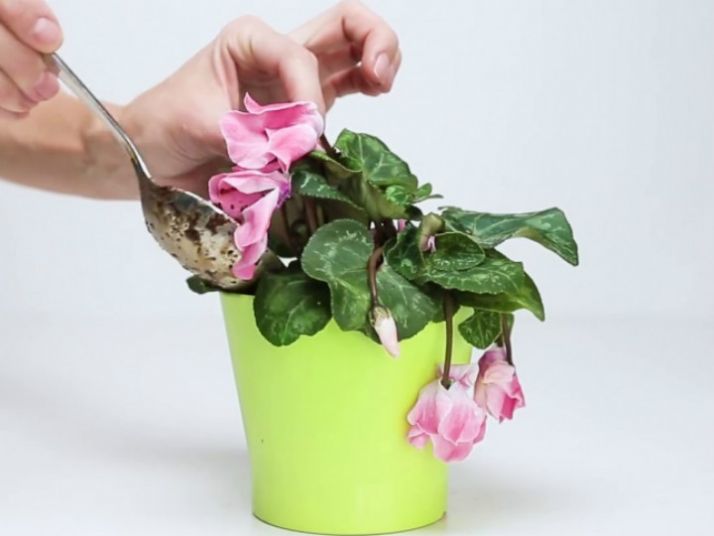 solan-cicekler-icin-karisim-5