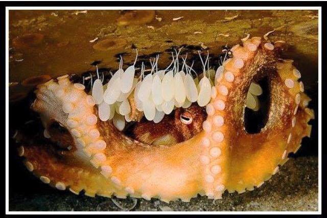 13319914_1138953439489103_7179690374737440733_n