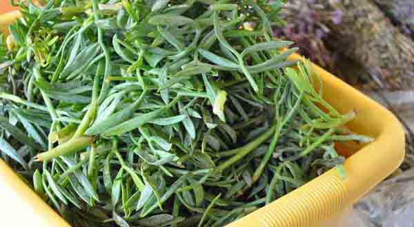 Kadınlarda-Kistler-ve-Tümörlere-karşı-doğal-ilaç[1]