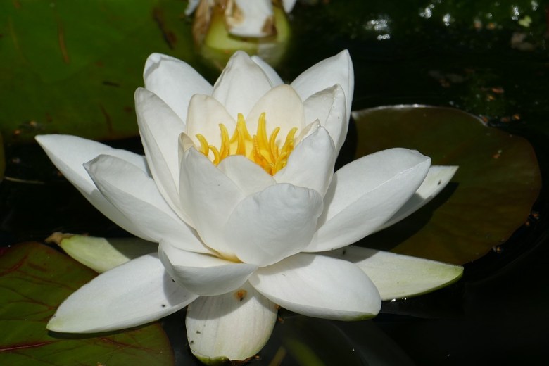 water-lily-1593693_960_720[1]