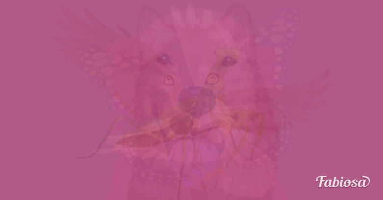 filoji-hayvan-testi[1]