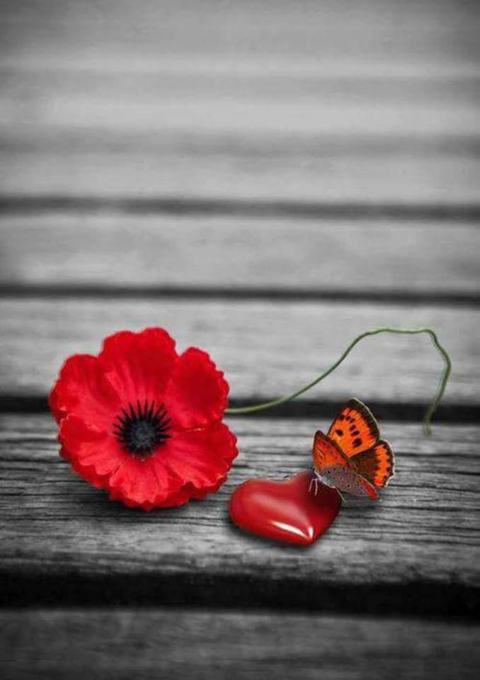 25299492_1862197214091491_5421405694682257962_n[1]