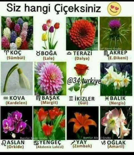 25995056_1730293547002889_8784205906793903774_n[1]