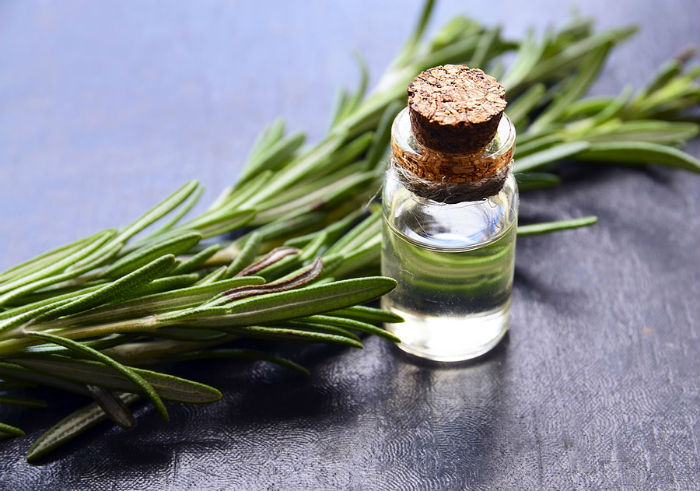 biberiye-bitkisi-filoji[1]