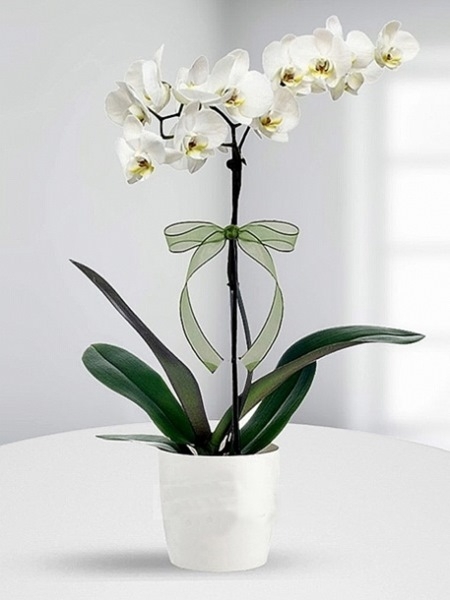 tek-dal-beyaz-orkide_lg[1]