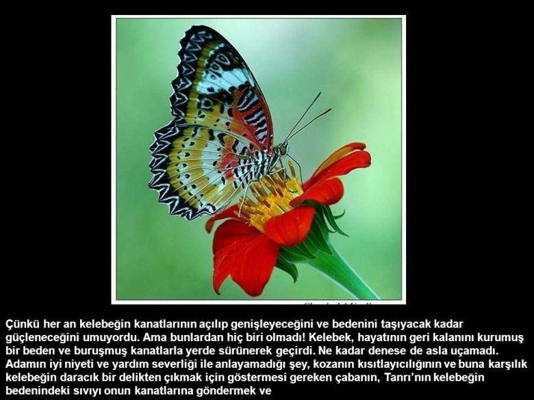 anette inselberg cesaret