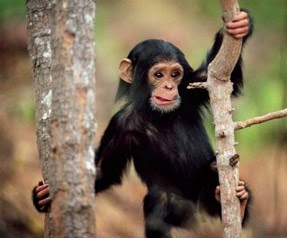 anette inselberg maymunlar bile ağaçtan düşer