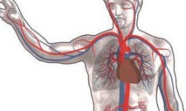 ANETTE İNSELBERG ORGANLAR SAĞLIK ŞİFA ENERJİ REİKİ