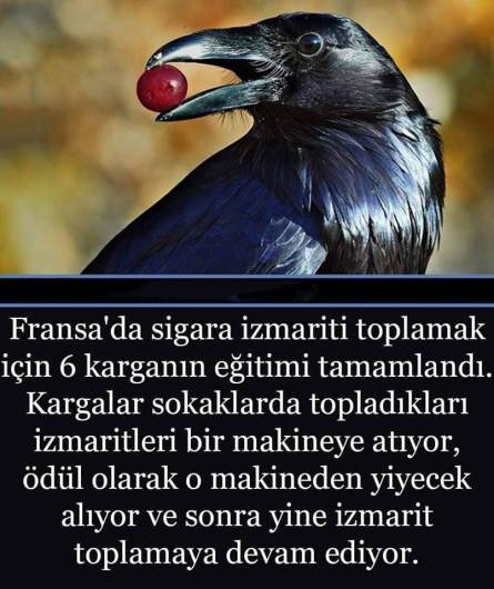 46083211_985604354960091_1976537455628648448_n[1]