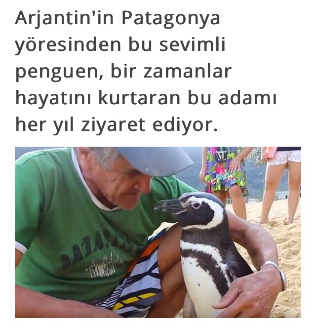 anette inselberg penguen güzel ruhlar