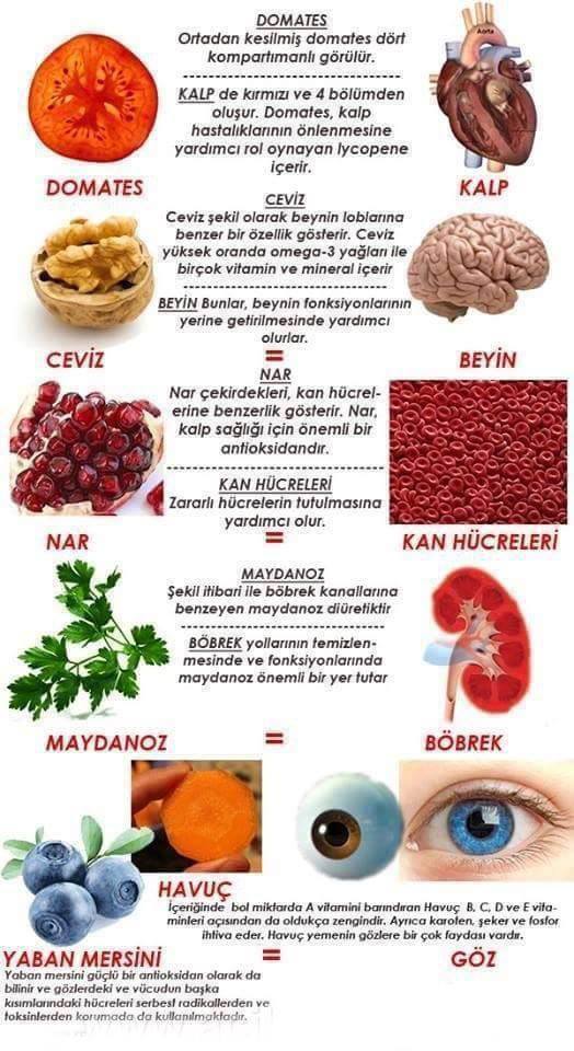 anette inselberg besinler organlar neye iyi grlit