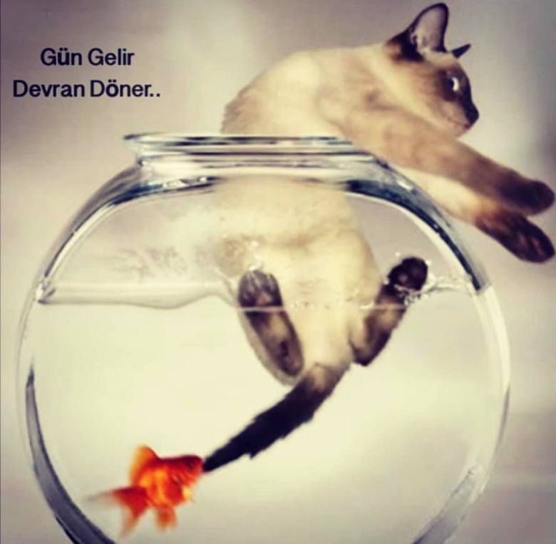 49778109_2250729888534208_6265231642655195136_n[1]