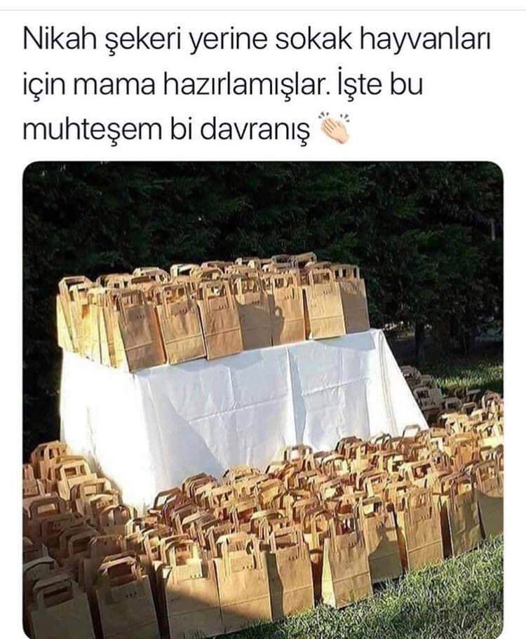 50322077_2093676970923826_6592112979259424768_n[1]