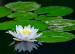 white-lotus1[1]