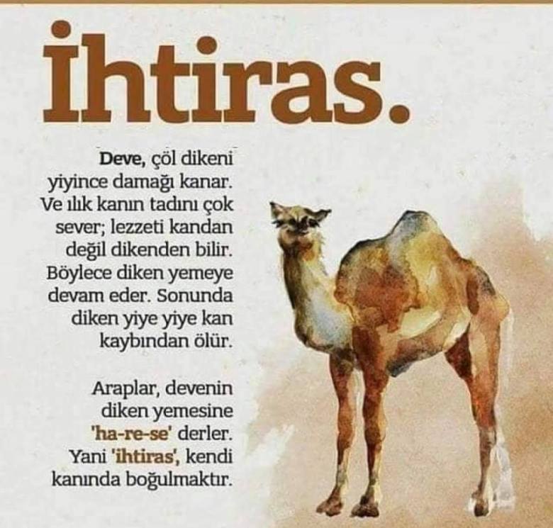 51190427_2010632665716372_7891014164489961472_n[1]