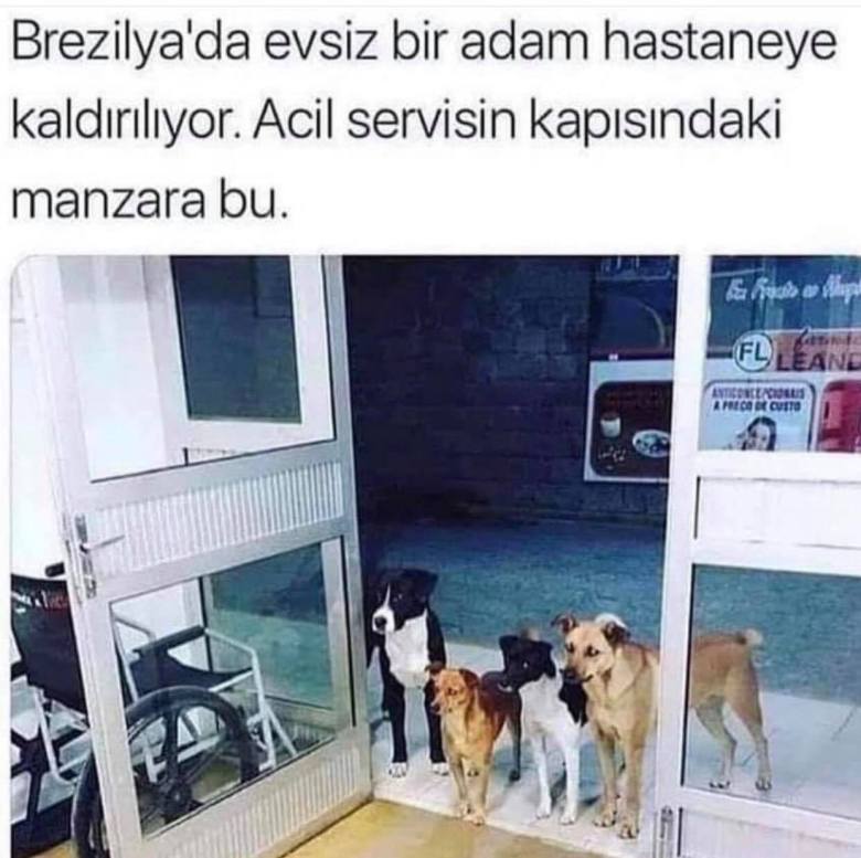 anette inselberg sokak hayvanları