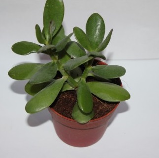 anette inselberg crasula