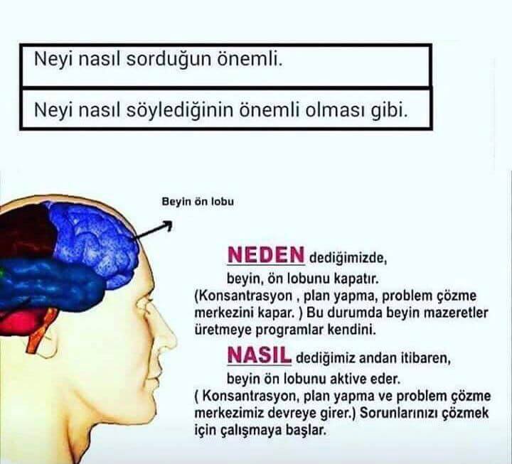 sağ beyin sol beyin anette inselberg