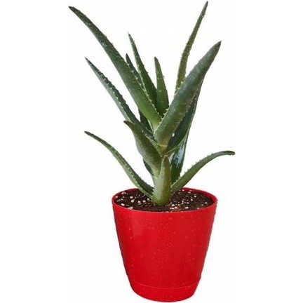 anette-inselberg-alore-vera-bitkisi[2]