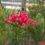 57534056_2427147187518762_2750358376159379456_o[1]